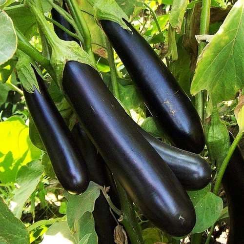 تصویر 1 از قیمت خرید بادمجان هیبریدی + فروش ویژه